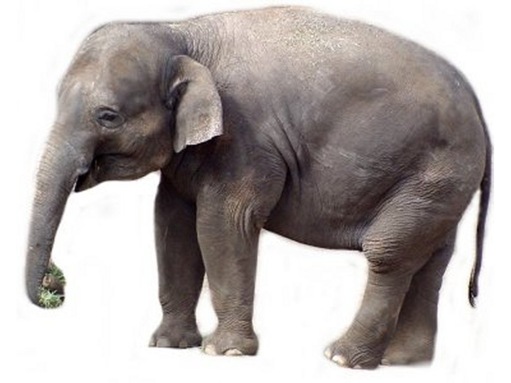 Legacy Systems - How to Eat an Elephant
